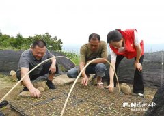 闽侯洋里乡以“我正在乡下有亩田”激活村落成